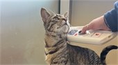 Cat with microchip reader