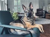 german shephard in foster home
