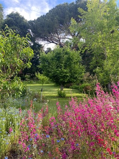 atherton backyard blooming