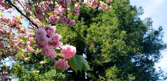 Flowers at Holbrook-Palmer Park