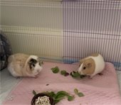 two guinea pigs in foster home